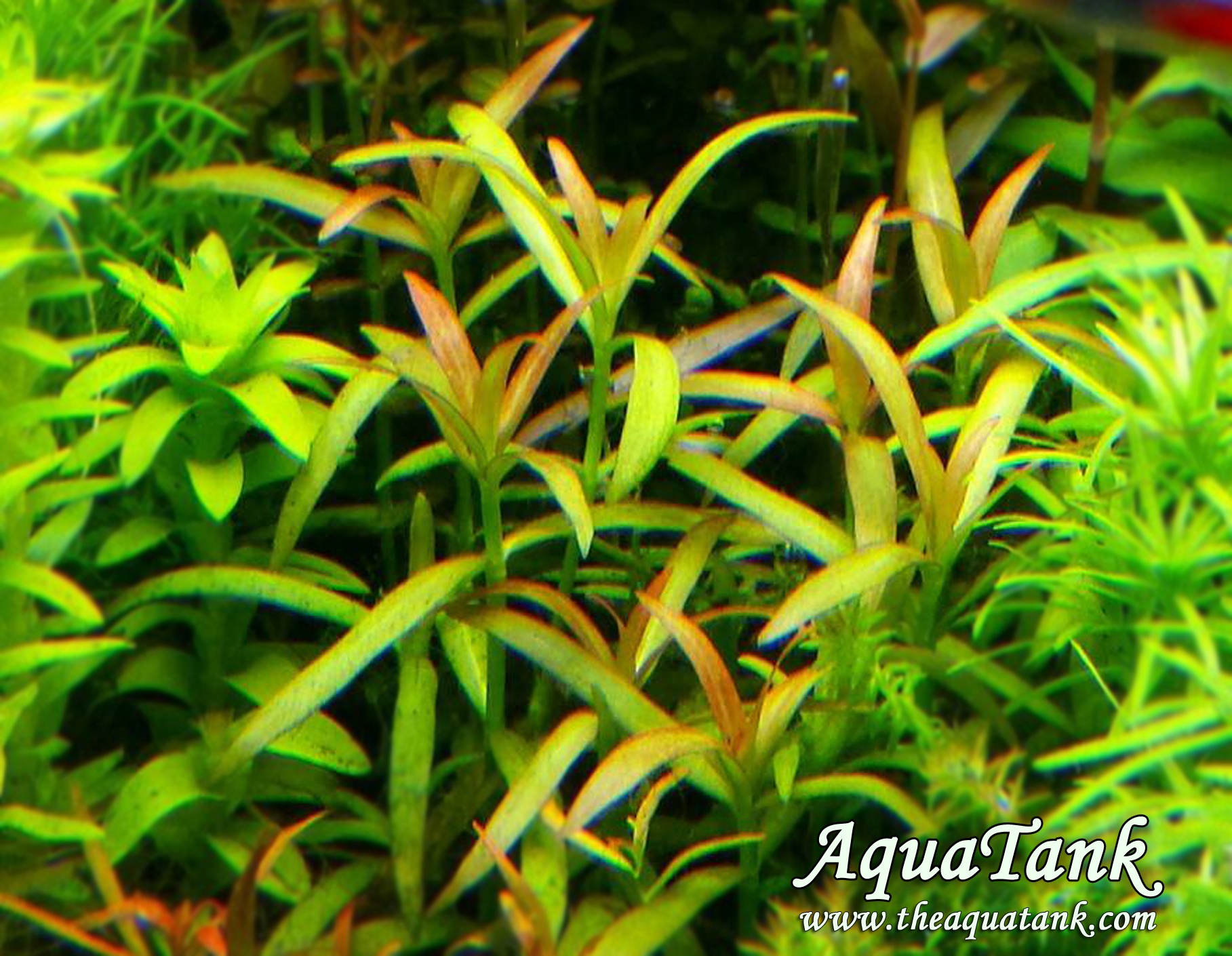 unlock Or later Push down Diodia cf. kuntzei aquarium plant | AquaTank Rare Aquarium Plants