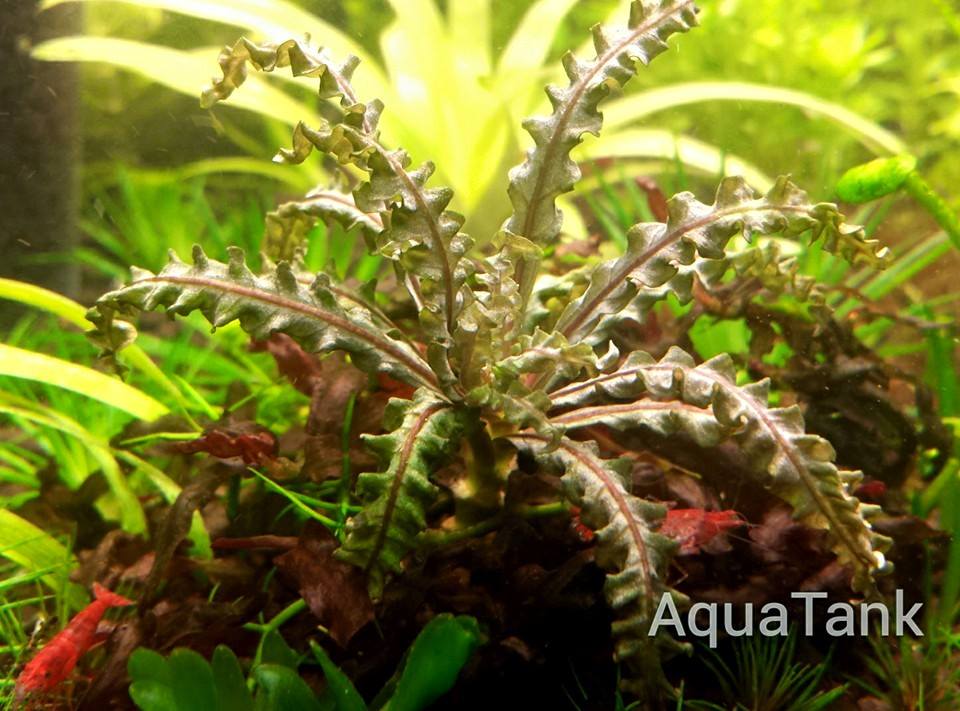Pogostemon helferi red aquarium | AquaTank Rare Plants