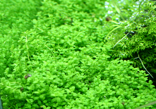 cuba hemianthus callitrichoides plant hc aquarium plants