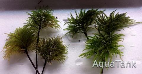 Pleuroziopsis ruthenica & Climacium japonicum