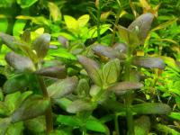 bacopa salzmannii