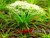 Aquatank Rare Aquarium Plants Catalogue