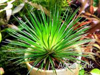 Aquatank Rare Aquarium Plants Catalogue Aquatank Rare Aquarium Plants Catalogue