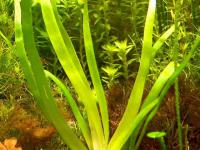 Aquatank Rare Aquarium Plants Catalogue Aquatank Rare Aquarium Plants Catalogue