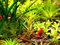 Aquatank Rare Aquarium Plants Catalogue